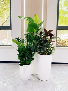 专业奉化绿植租摆，给生活增添一抹绿意