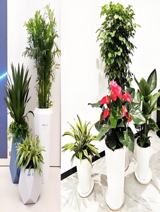 宁波海曙绿化养护亡